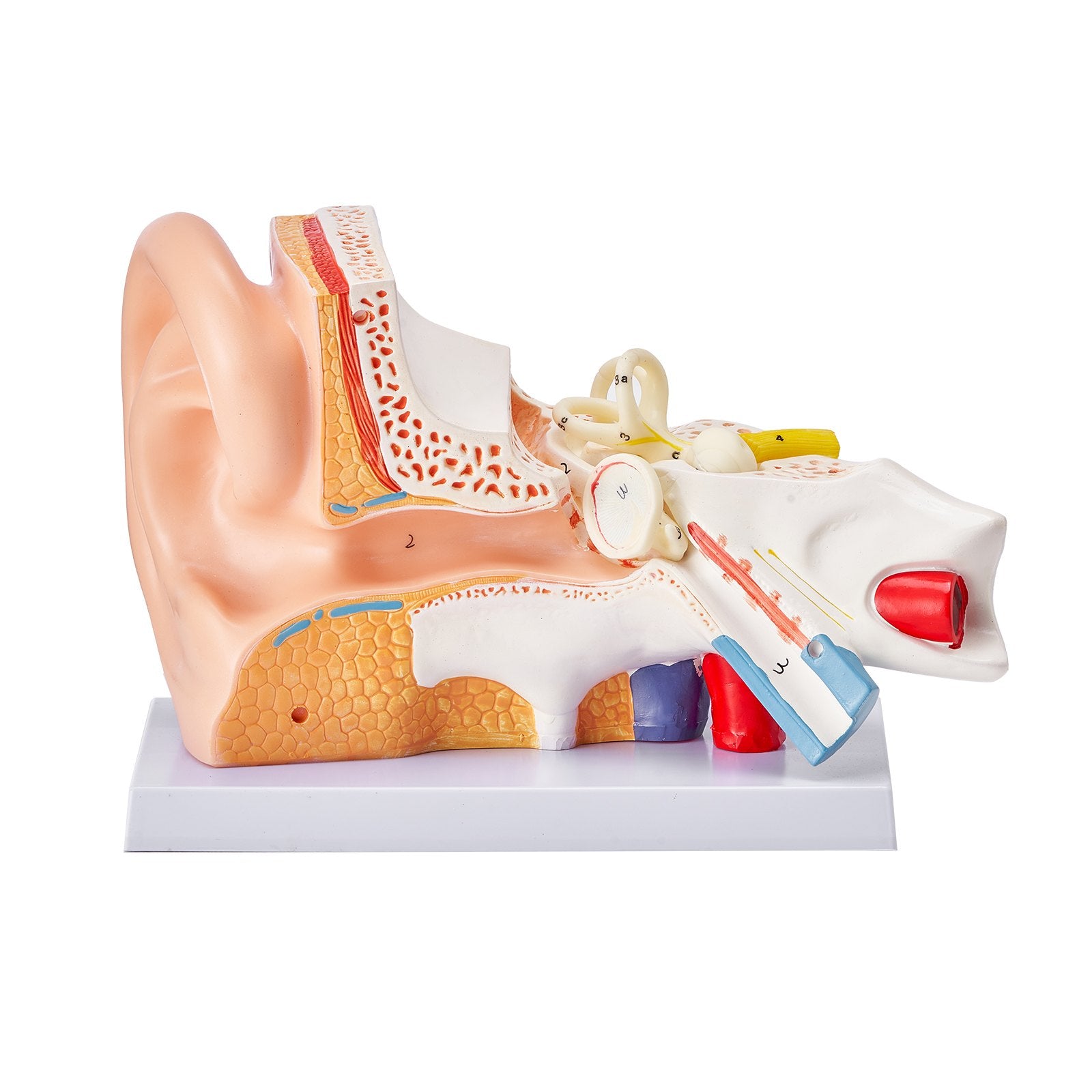 5x Enlarged Human Ear Anatomy Model - PVC Educational Tool for Outer, Middle, Inner Ear Study, Teaching, Physiology & Learning Aid