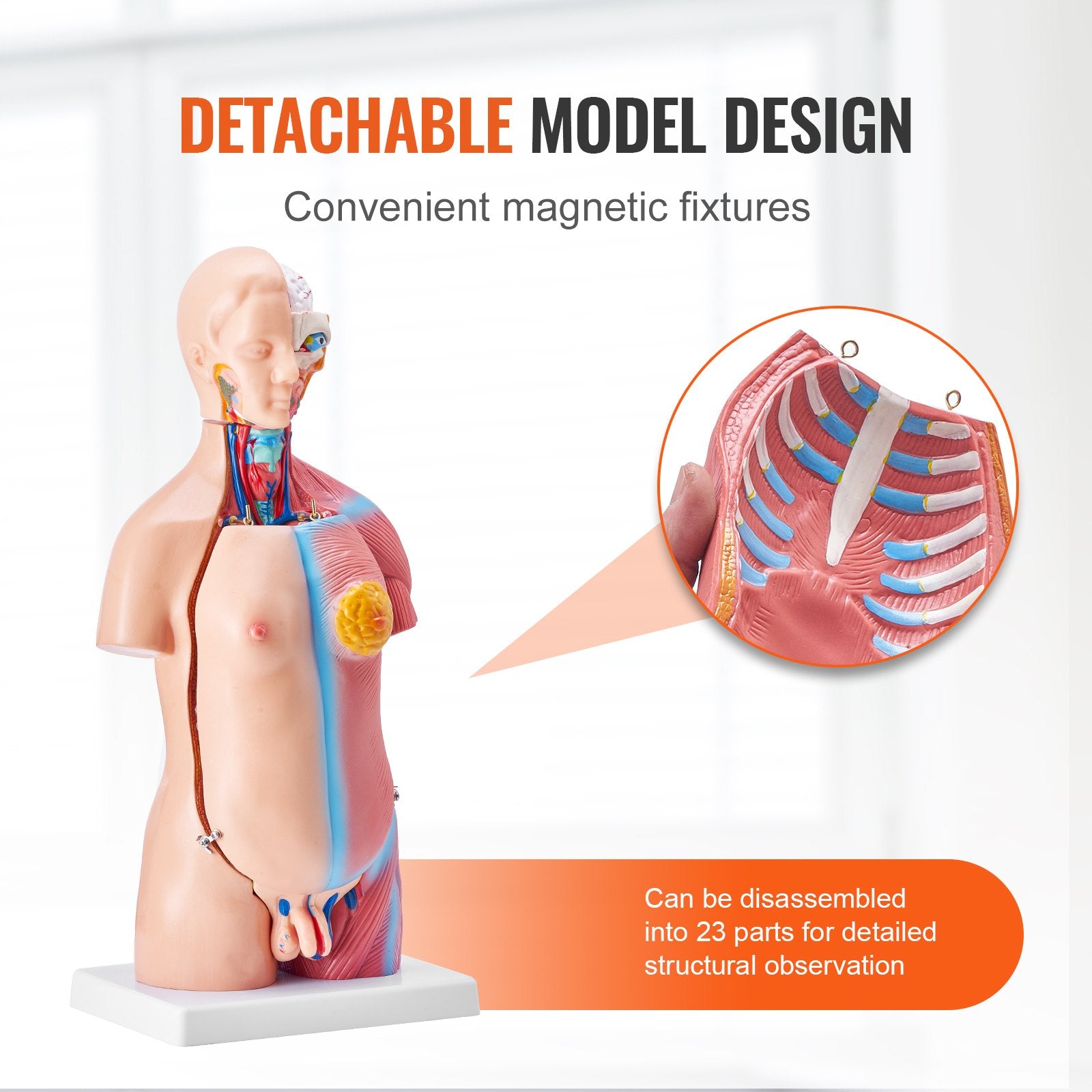 18-Inch Human Torso Model with 23 Detachable Parts, Unisex Anatomy Skeleton for Educational Science Learning and Student Display