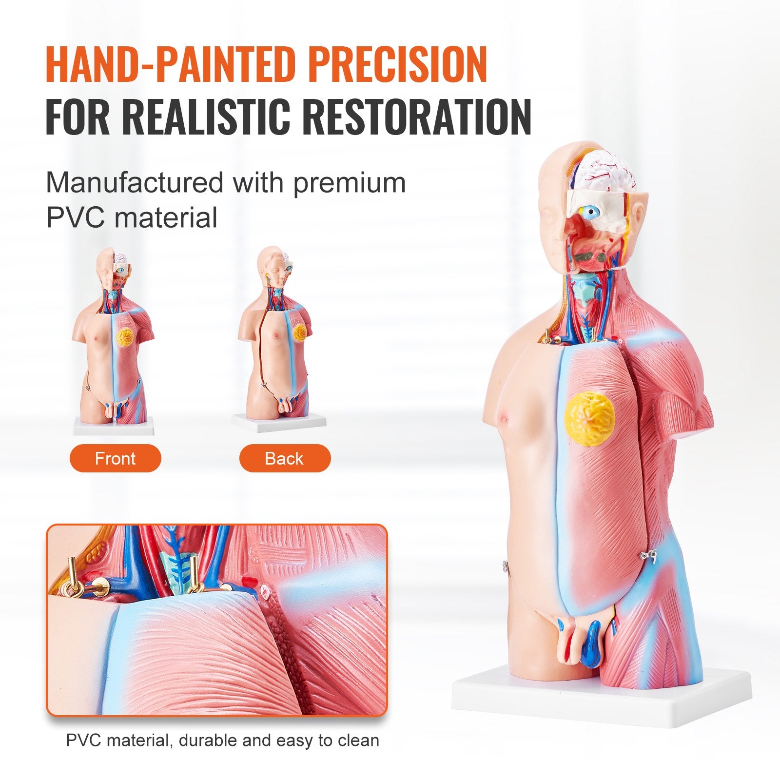18-Inch Human Torso Model with 23 Detachable Parts, Unisex Anatomy Skeleton for Educational Science Learning and Student Display