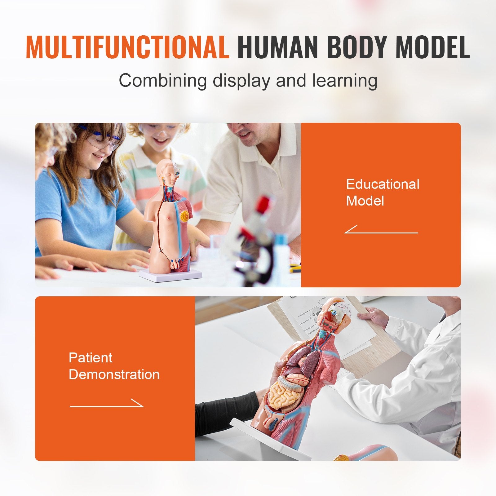 18-Inch Human Torso Model with 23 Detachable Parts, Unisex Anatomy Skeleton for Educational Science Learning and Student Display