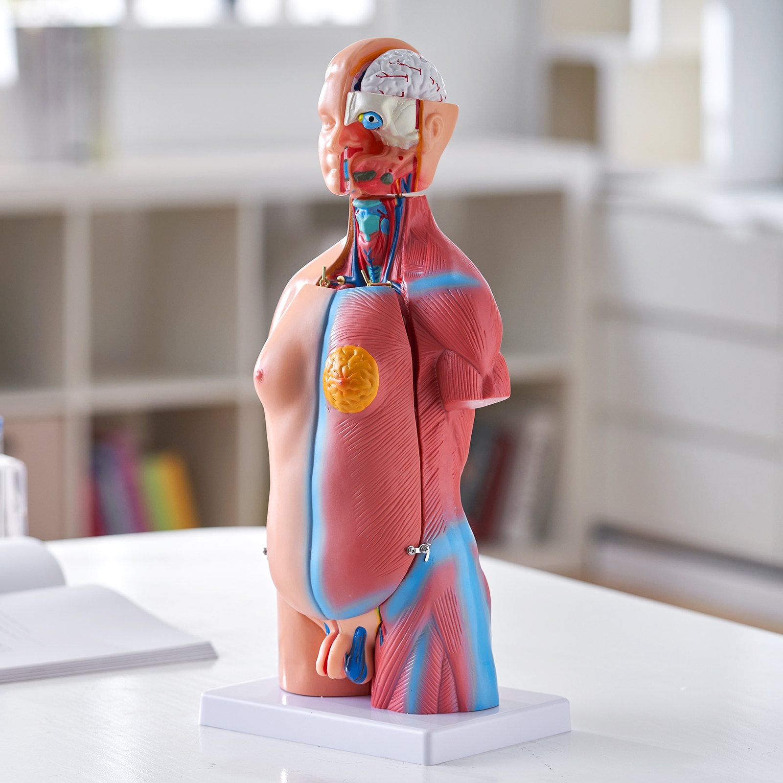 18-Inch Human Torso Model with 23 Detachable Parts, Unisex Anatomy Skeleton for Educational Science Learning and Student Display