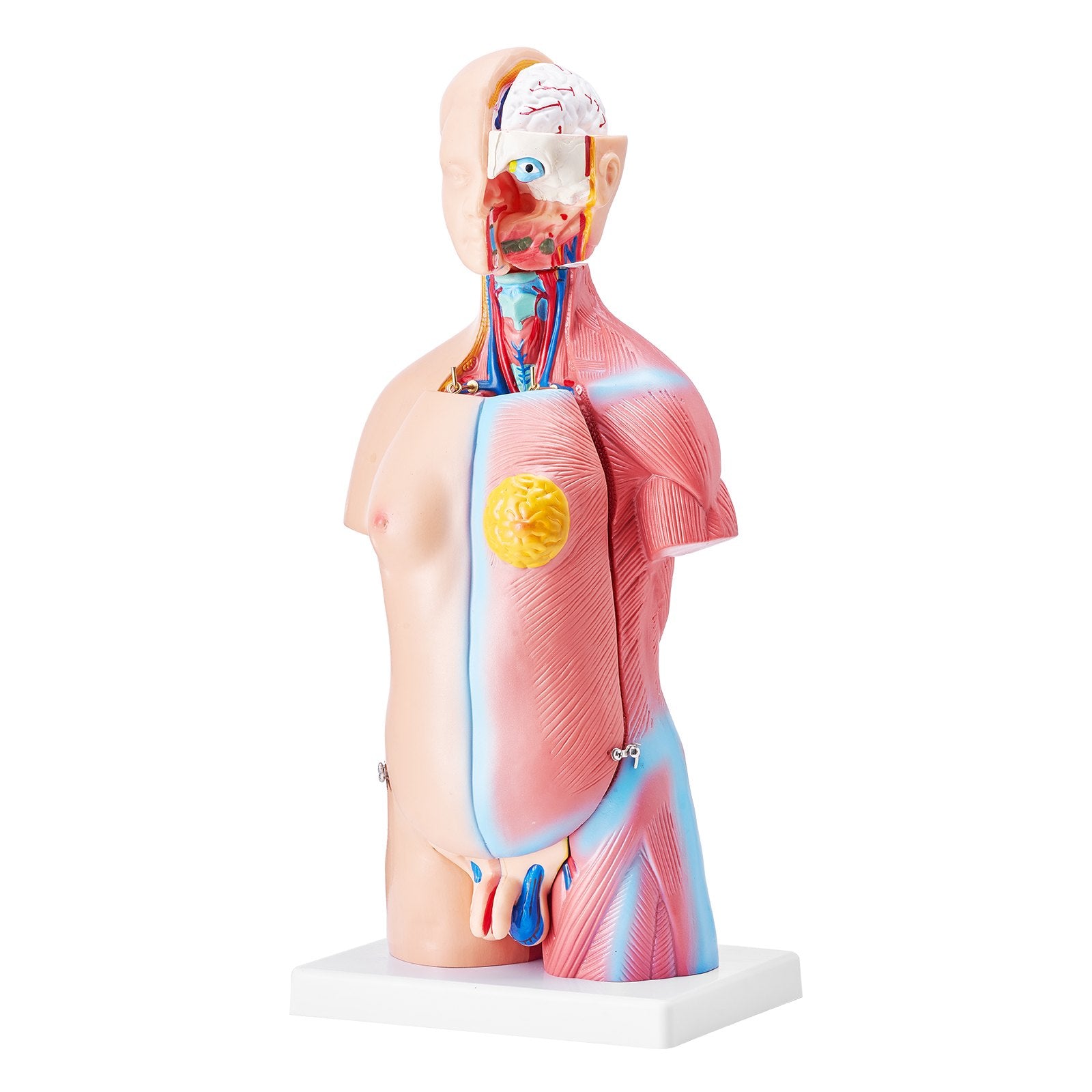 18-Inch Human Torso Model with 23 Detachable Parts, Unisex Anatomy Skeleton for Educational Science Learning and Student Display