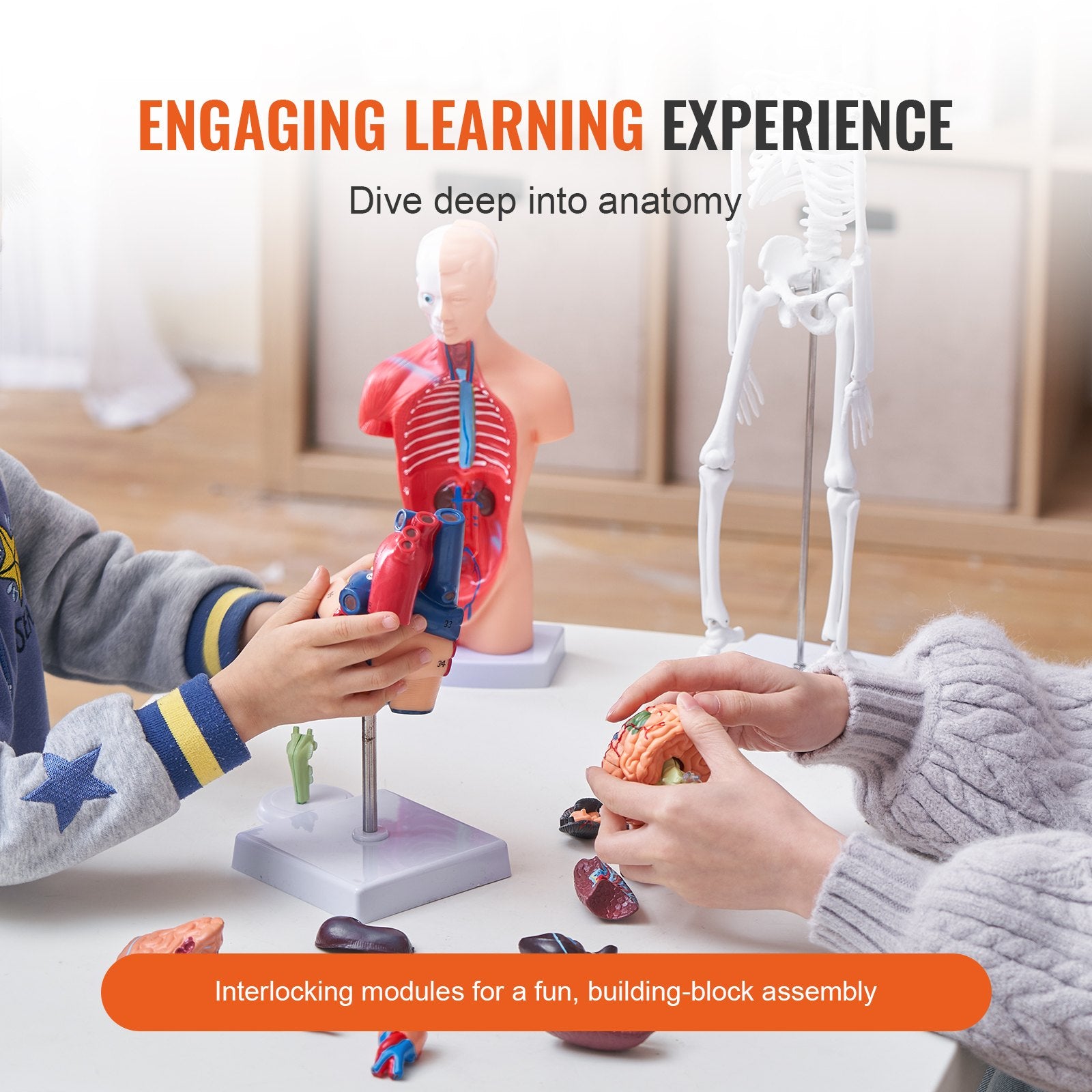 Comprehensive Human Anatomy Models Bundle – 3D Brain, Torso, Heart & Skeleton Set for Physiology Students, Educational Kits for Kids, Durable PVC Learning Tools