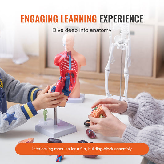 Comprehensive Human Anatomy Models Bundle – 3D Brain, Torso, Heart & Skeleton Set for Physiology Students, Educational Kits for Kids, Durable PVC Learning Tools