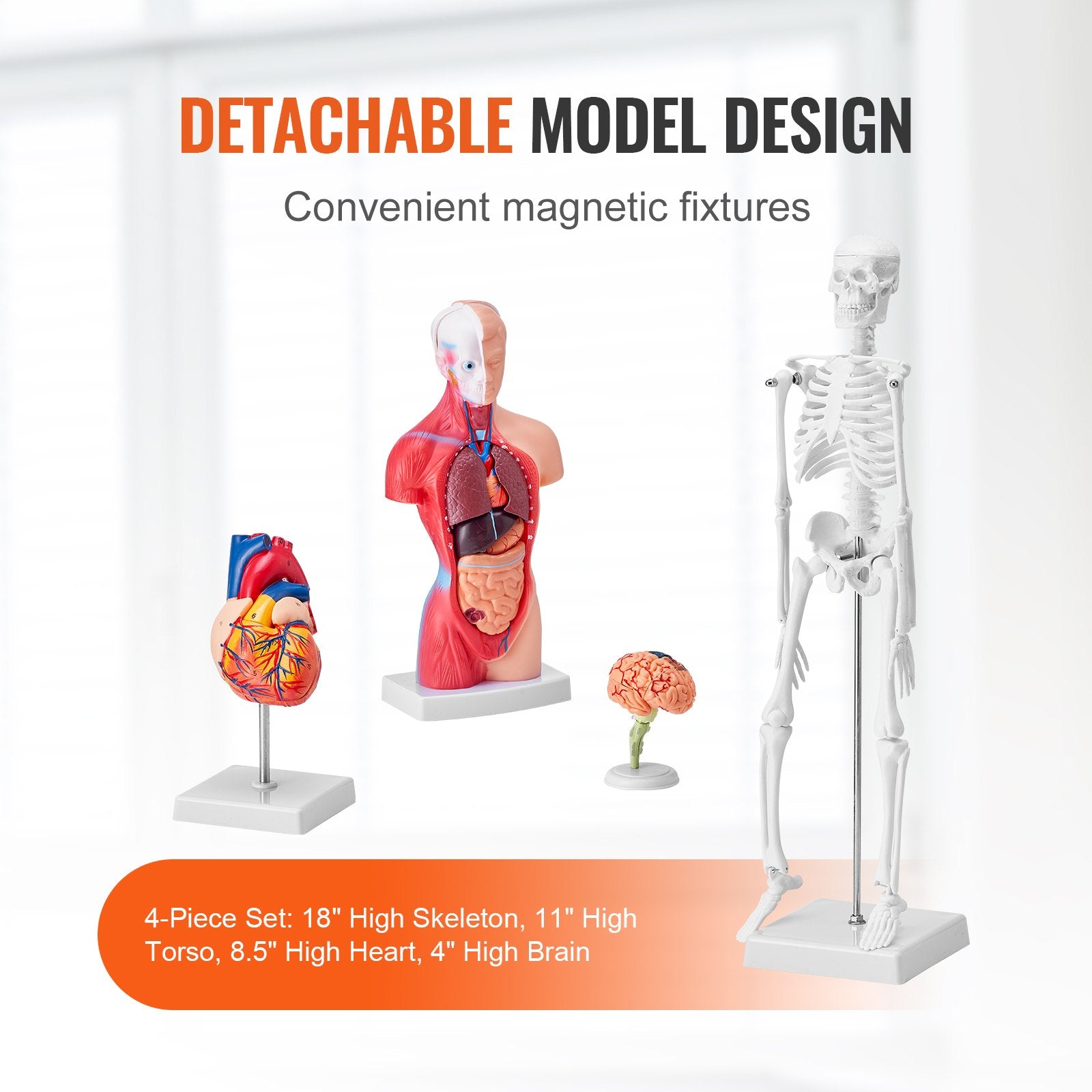 Comprehensive Human Anatomy Models Bundle – 3D Brain, Torso, Heart & Skeleton Set for Physiology Students, Educational Kits for Kids, Durable PVC Learning Tools