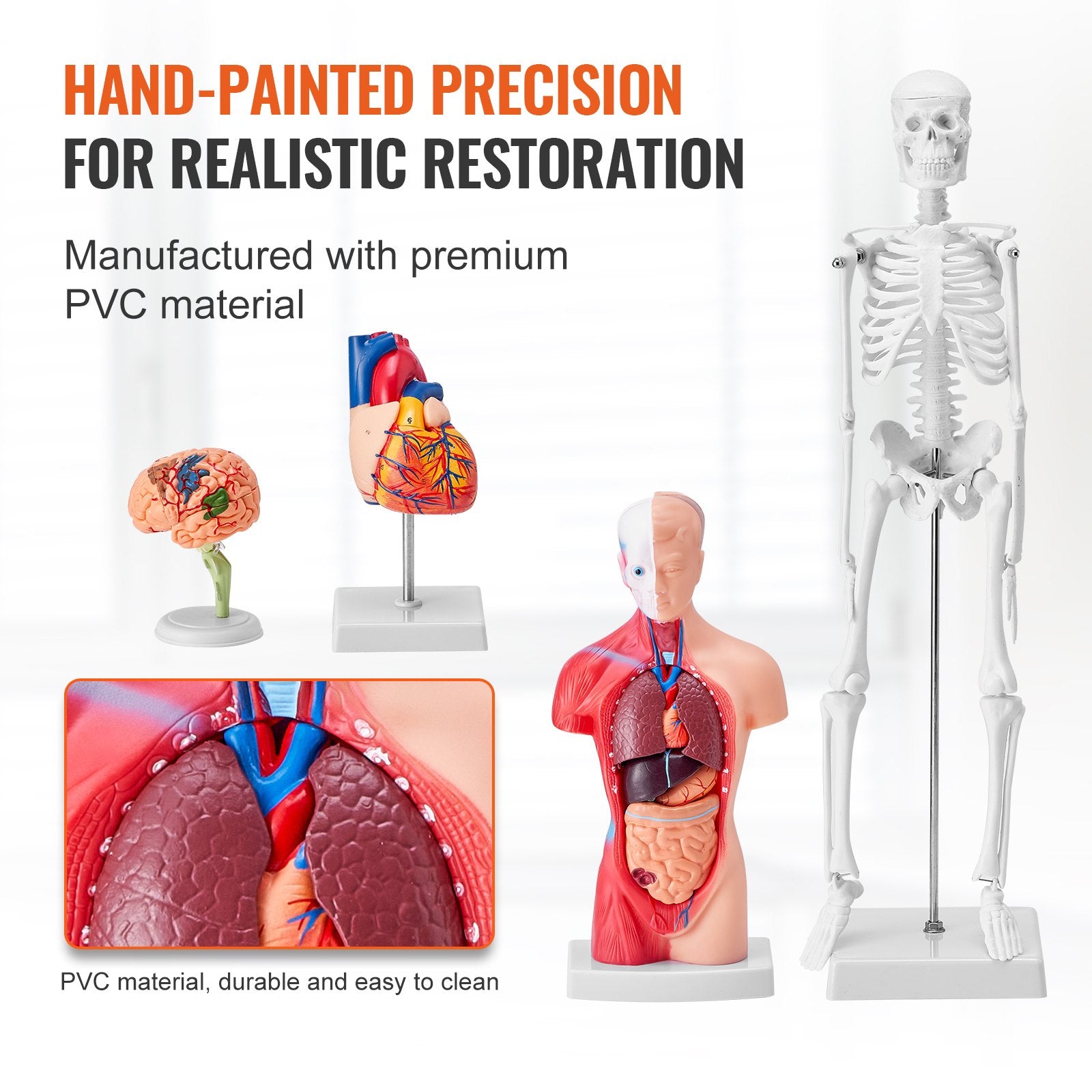 Comprehensive Human Anatomy Models Bundle – 3D Brain, Torso, Heart & Skeleton Set for Physiology Students, Educational Kits for Kids, Durable PVC Learning Tools