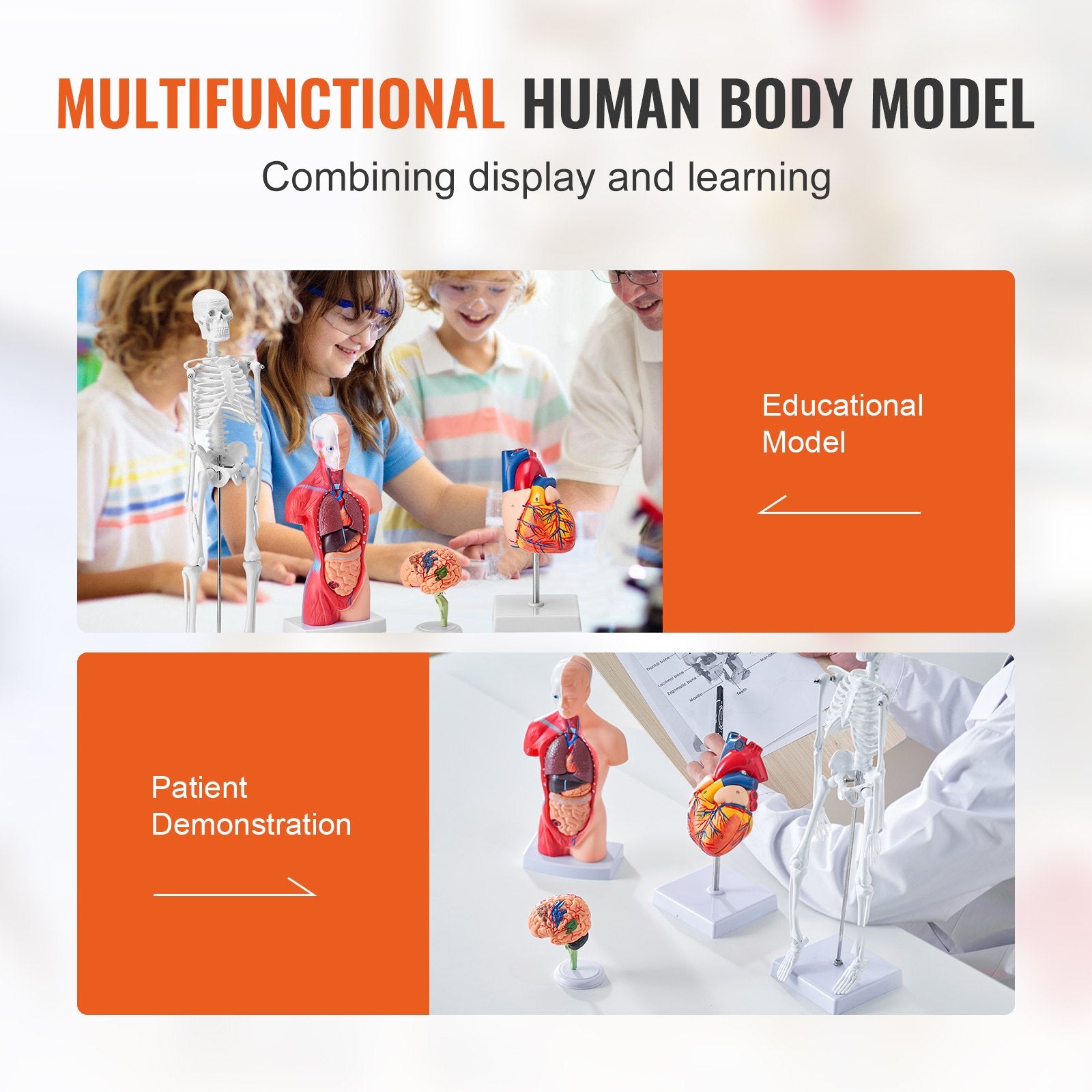 Comprehensive Human Anatomy Models Bundle – 3D Brain, Torso, Heart & Skeleton Set for Physiology Students, Educational Kits for Kids, Durable PVC Learning Tools
