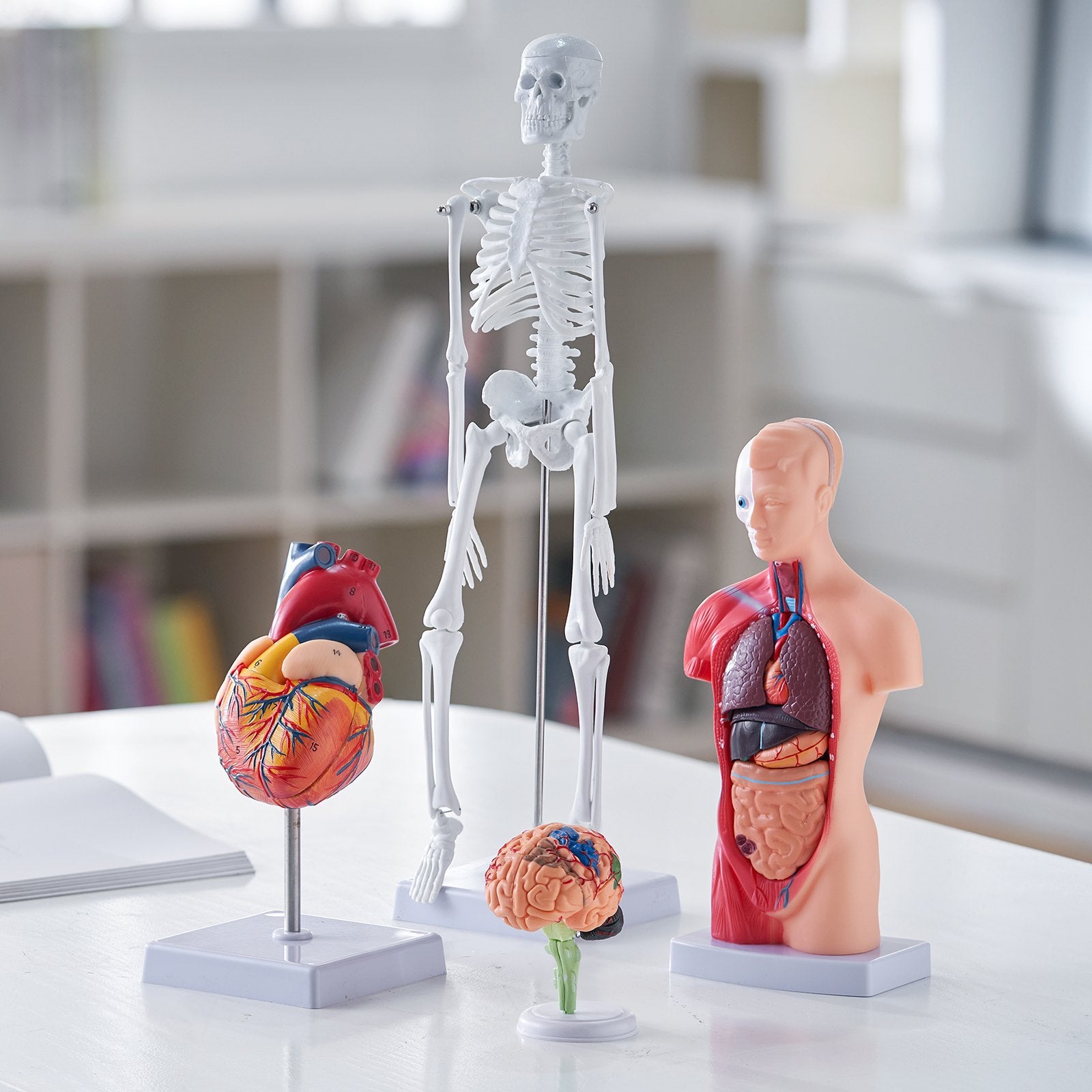 Comprehensive Human Anatomy Models Bundle – 3D Brain, Torso, Heart & Skeleton Set for Physiology Students, Educational Kits for Kids, Durable PVC Learning Tools