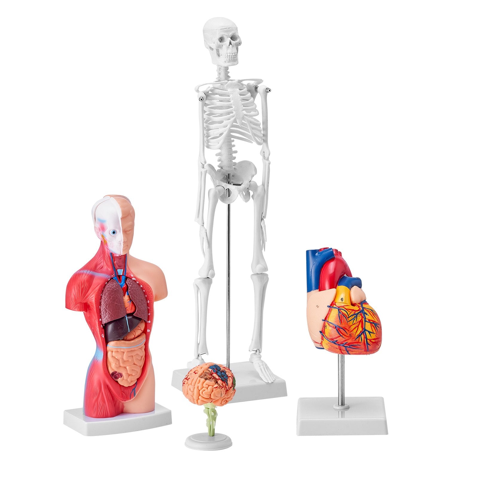 Comprehensive Human Anatomy Models Bundle – 3D Brain, Torso, Heart & Skeleton Set for Physiology Students, Educational Kits for Kids, Durable PVC Learning Tools