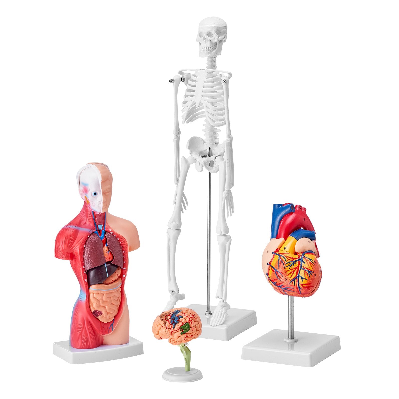 Comprehensive Human Anatomy Models Bundle – 3D Brain, Torso, Heart & Skeleton Set for Physiology Students, Educational Kits for Kids, Durable PVC Learning Tools