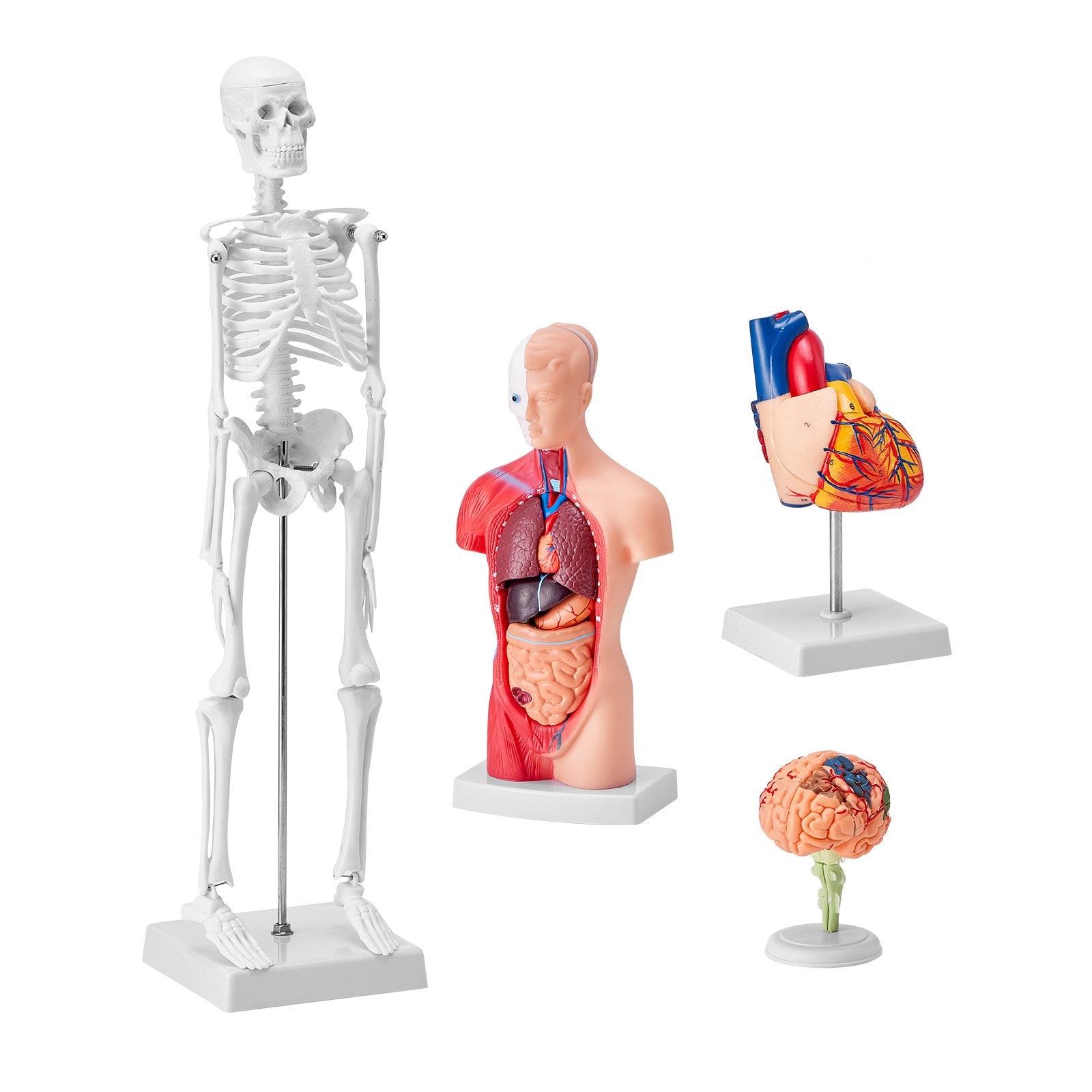 Comprehensive Human Anatomy Models Bundle – 3D Brain, Torso, Heart & Skeleton Set for Physiology Students, Educational Kits for Kids, Durable PVC Learning Tools